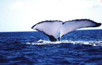 De juillet à octobre, le fabuleux spectacle des baleines